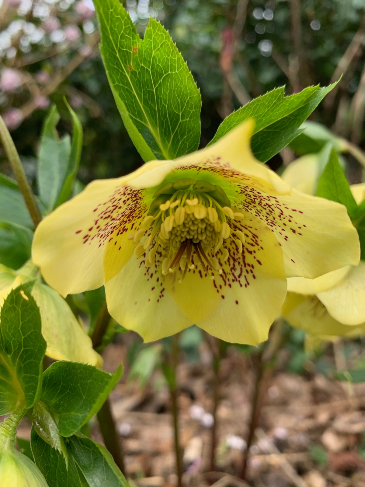 A good year for hellebores